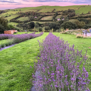 Lavender Farm Project